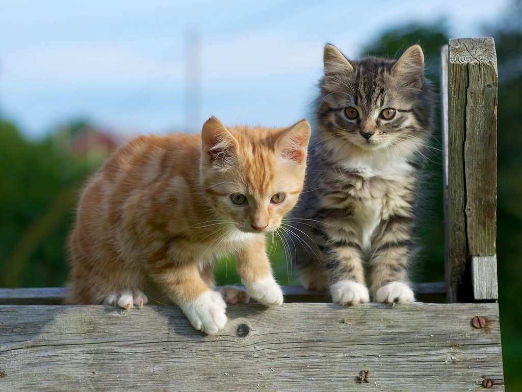 Обои парочка, малыши, котята, a couple, kids, kittens разрешение 2048x1535 Загрузить