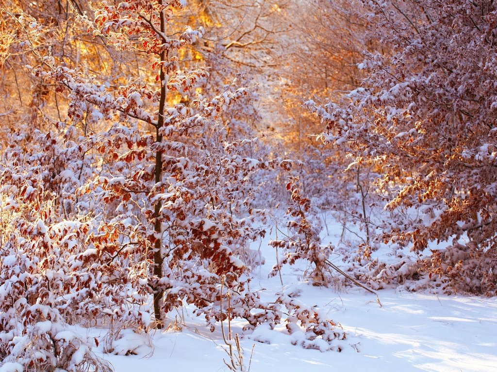 Обои снег, лес, листья, зима, солнечный свет, snow, forest, leaves, winter, sunlight разрешение 2500x1667 Загрузить