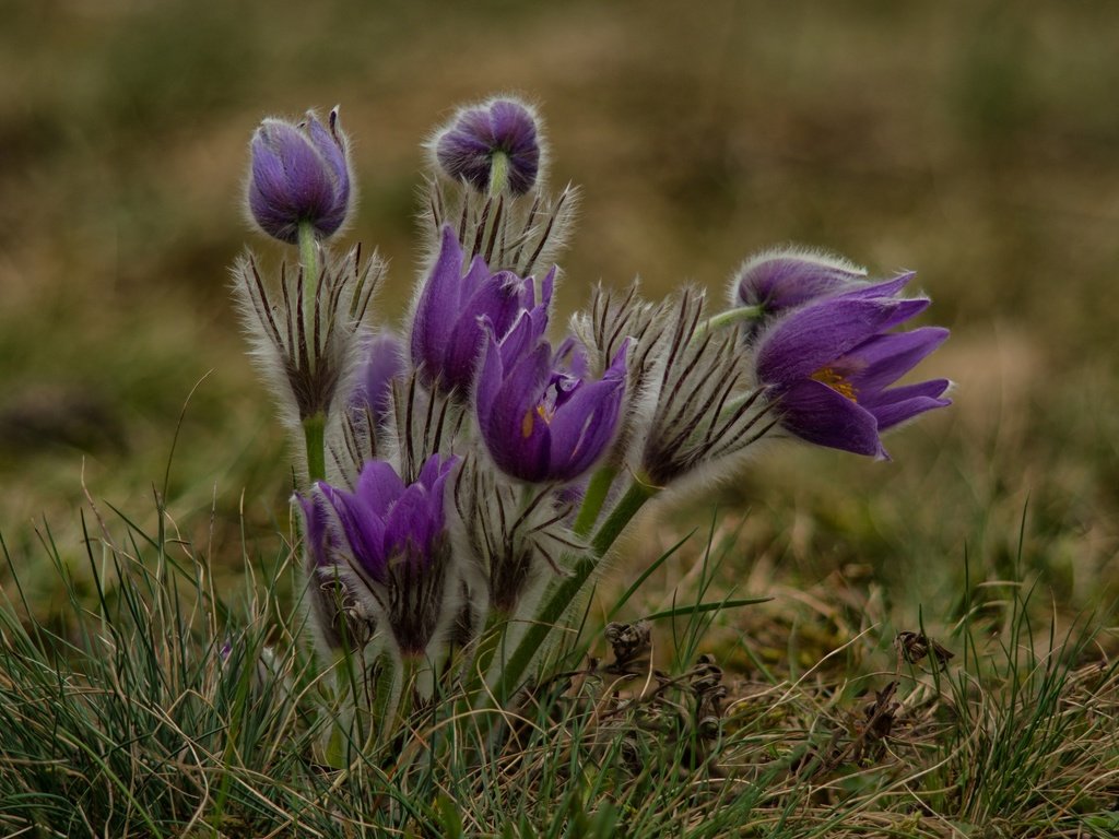 Обои цветы, подснежники, анемоны, лиловые, сон-трава, прострел, flowers, snowdrops, anemones, purple, sleep-grass, cross разрешение 2048x1323 Загрузить