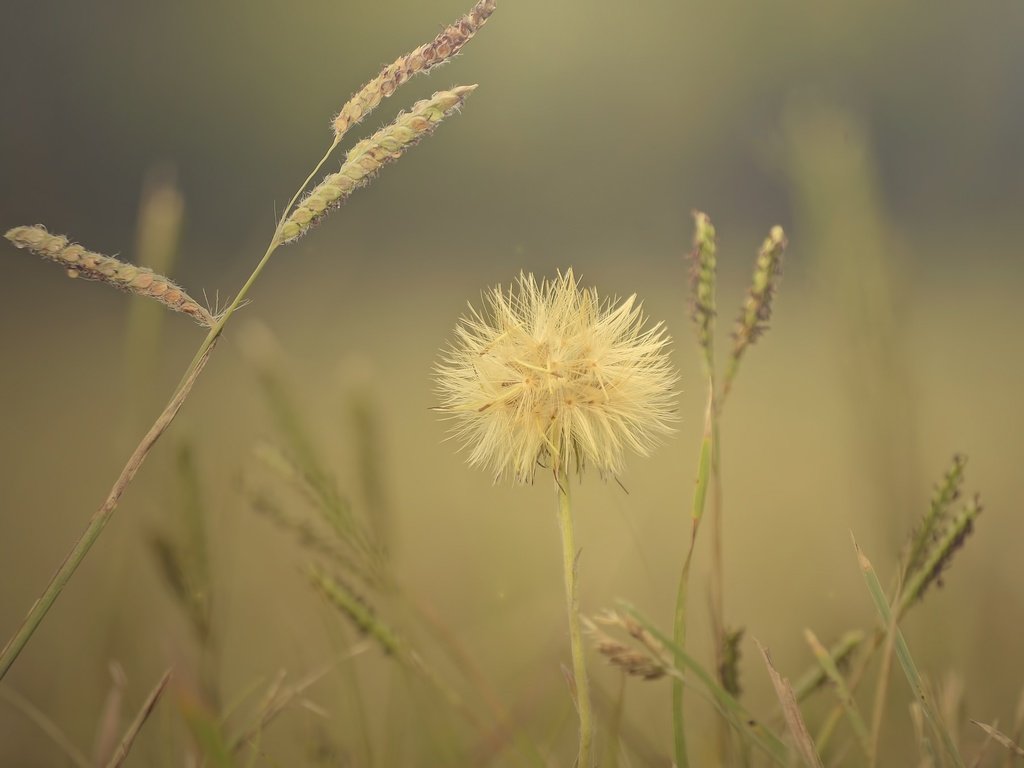 Обои трава, макро, цветок, поле, колоски, растение, grass, macro, flower, field, spikelets, plant разрешение 2048x1357 Загрузить