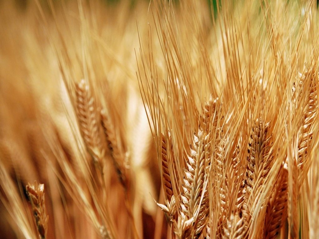 Обои колосья, пшеница, хлеб, колоски, урожай, золотые, зерно, ears, wheat, bread, spikelets, harvest, gold, grain разрешение 1920x1200 Загрузить