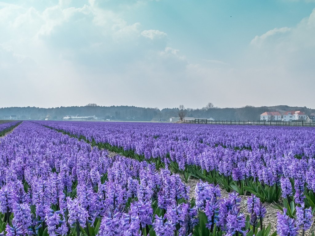 Обои цветы, поле, дома, голландия, гиацинты, flowers, field, home, holland, hyacinths разрешение 4153x2179 Загрузить