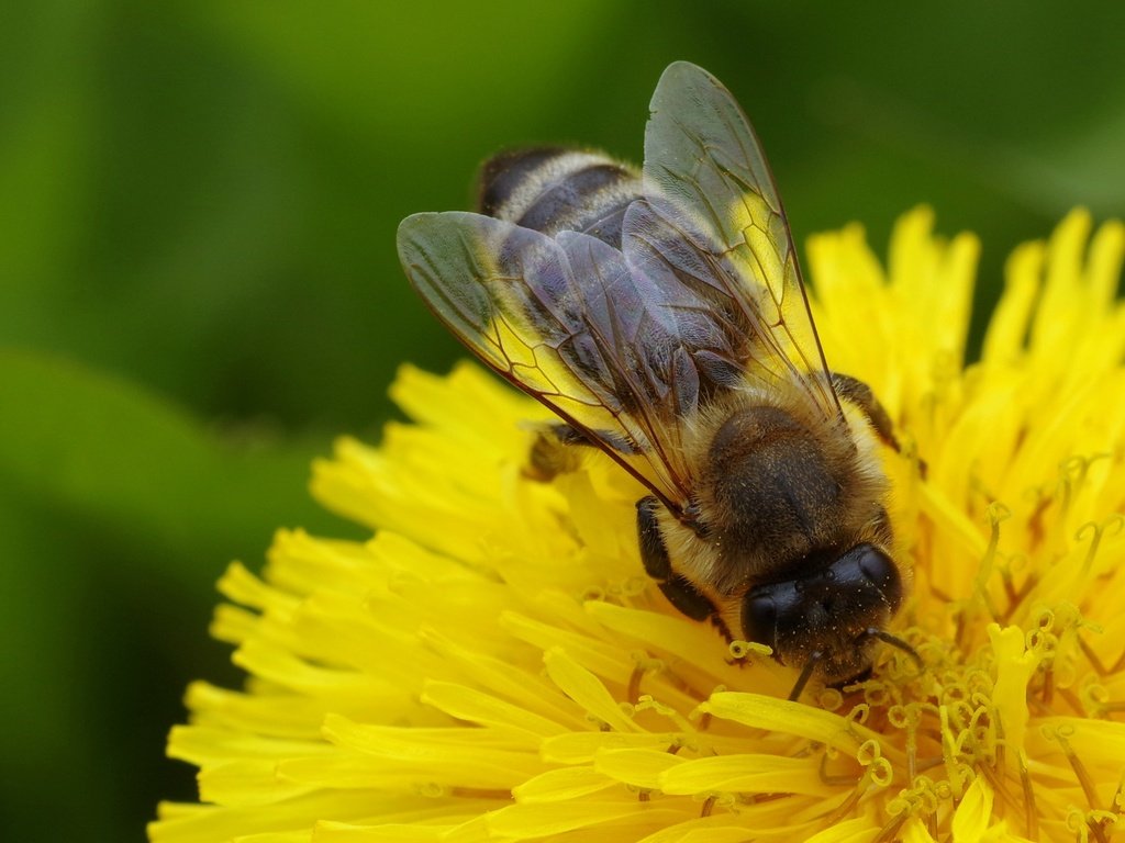 Обои макро, насекомое, цветок, одуванчик, пчела, macro, insect, flower, dandelion, bee разрешение 3072x2053 Загрузить