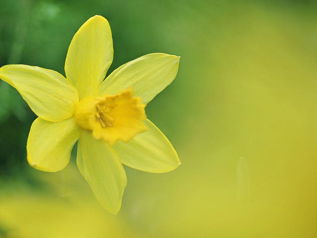 Обои цветок, весна, нарцисс, нарцис, flower, spring, narcissus разрешение 1920x1200 Загрузить