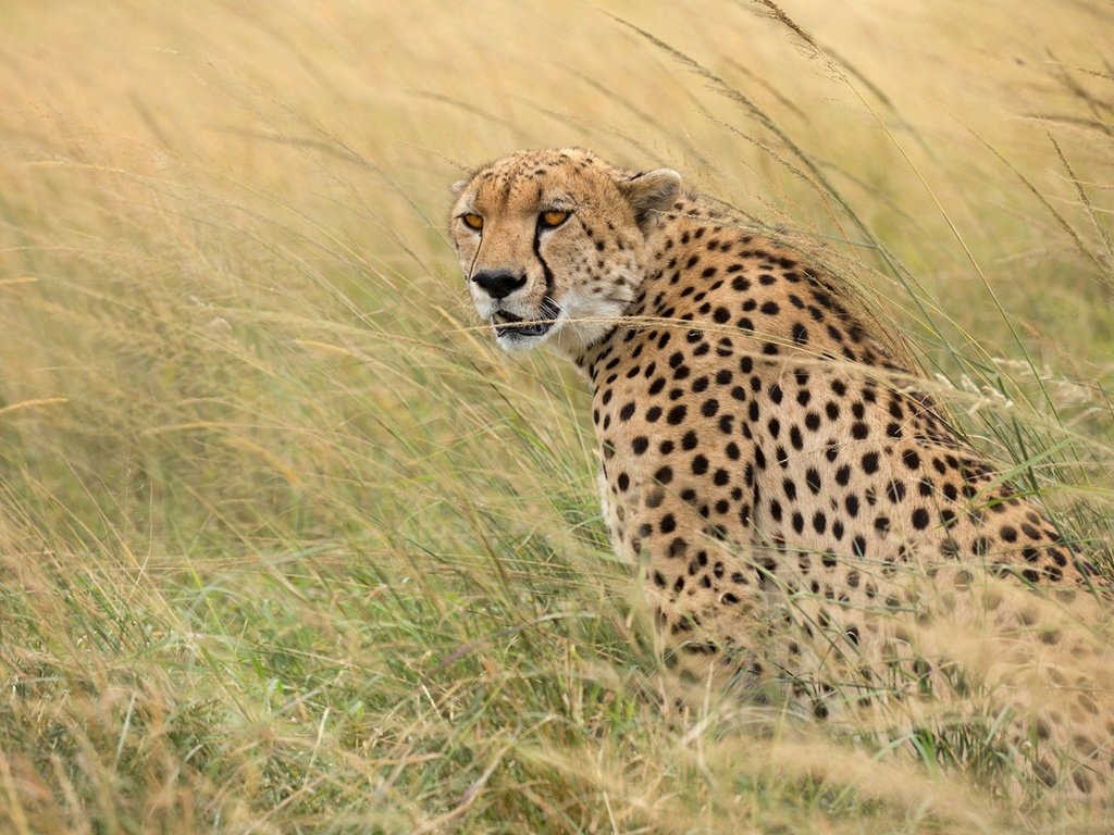 Обои трава, хищник, гепард, дикая кошка, grass, predator, cheetah, wild cat разрешение 1920x1192 Загрузить