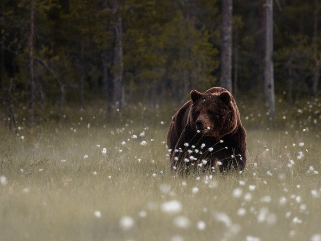 Обои морда, цветы, лес, медведь, поляна, мишка, животное, дикая природа, face, flowers, forest, bear, glade, animal, wildlife разрешение 1920x1200 Загрузить