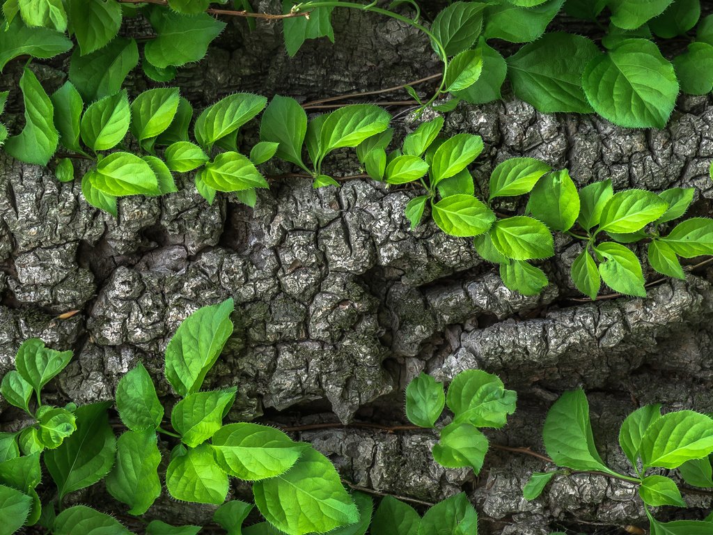 Обои природа, дерево, листья, макро, ствол, кора, лиана, nature, tree, leaves, macro, trunk, bark, liana разрешение 2880x1800 Загрузить