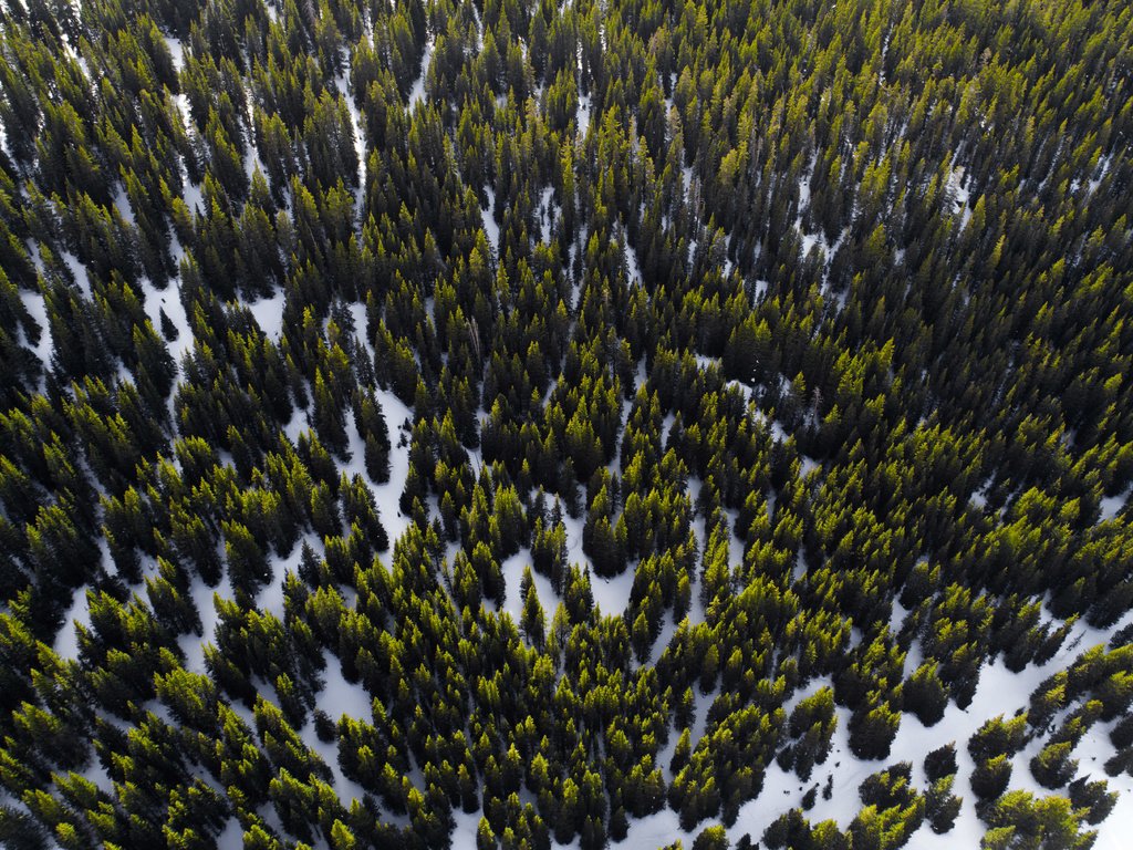 Обои деревья, снег, лес, вид сверху, trees, snow, forest, the view from the top разрешение 5464x3640 Загрузить