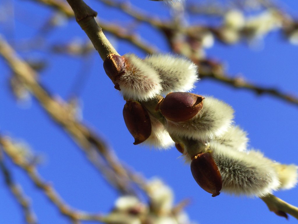 Обои небо, ветка, природа, весна, верба, the sky, branch, nature, spring, verba разрешение 2560x1708 Загрузить