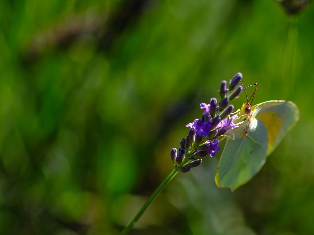 Обои природа, растения, насекомое, фон, цветок, лаванда, бабочка, nature, plants, insect, background, flower, lavender, butterfly разрешение 3090x1868 Загрузить