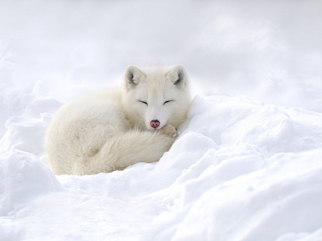 Обои снег, зима, песец, полярная лисица, snow, winter, fox, polar fox разрешение 1920x1080 Загрузить