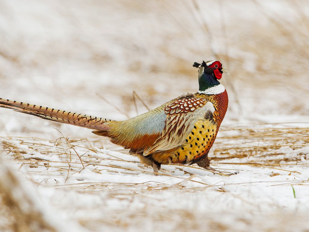 Обои снег, зима, птица, клюв, перья, хвост, фазан, snow, winter, bird, beak, feathers, tail, pheasant разрешение 1920x1277 Загрузить