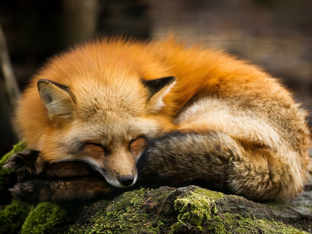 Обои спит, рыжая, лиса, хищник, камень, мох, лисица, sleeping, red, fox, predator, stone, moss разрешение 2560x1600 Загрузить