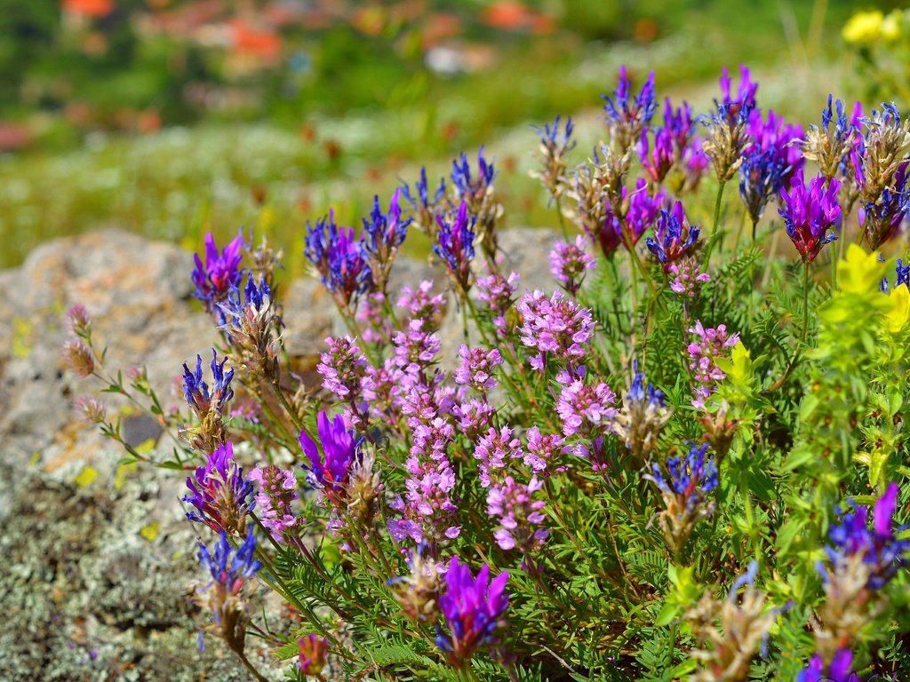 Обои цветы, цветение, весна, остролодочник, flowers, flowering, spring, oxytropis разрешение 3000x1920 Загрузить