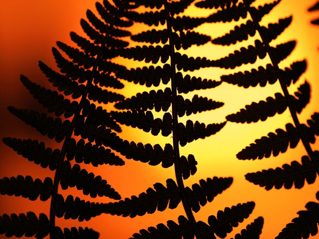 Обои природа, листья, силуэт, растение, папоротник, nature, leaves, silhouette, plant, fern разрешение 5184x3456 Загрузить