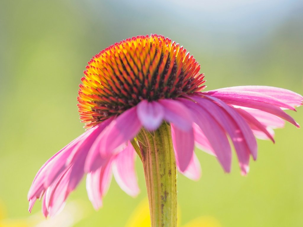 Обои цветок, лепестки, эхинацея, flower, petals, echinacea разрешение 2048x1287 Загрузить