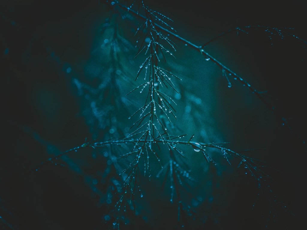 Обои макро, фон, ветки, капли, дождь, растение, macro, background, branches, drops, rain, plant разрешение 4928x3264 Загрузить