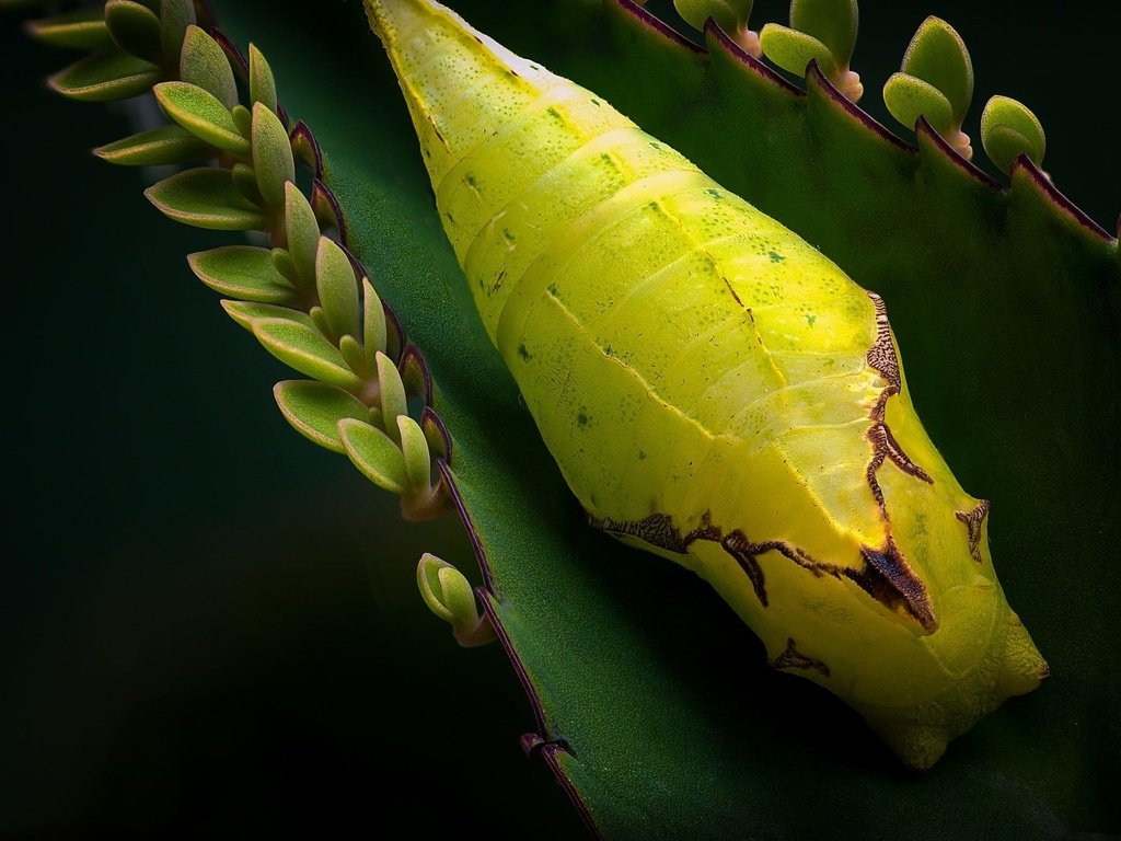 Обои листья, макро, насекомое, растение, гусеница, куколка, eugene banin, leaves, macro, insect, plant, caterpillar, doll разрешение 2000x1327 Загрузить