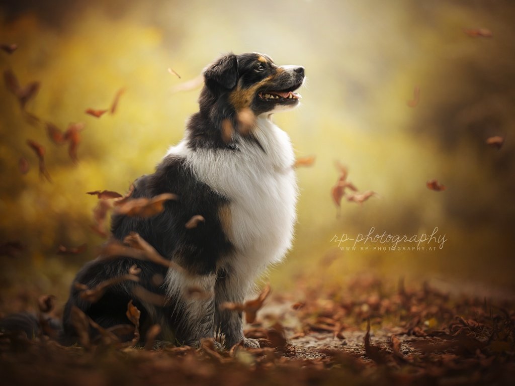 Обои осень, собака, друг, австралийская овчарка, dackelpup, juno, autumn, dog, each, australian shepherd разрешение 2048x1300 Загрузить