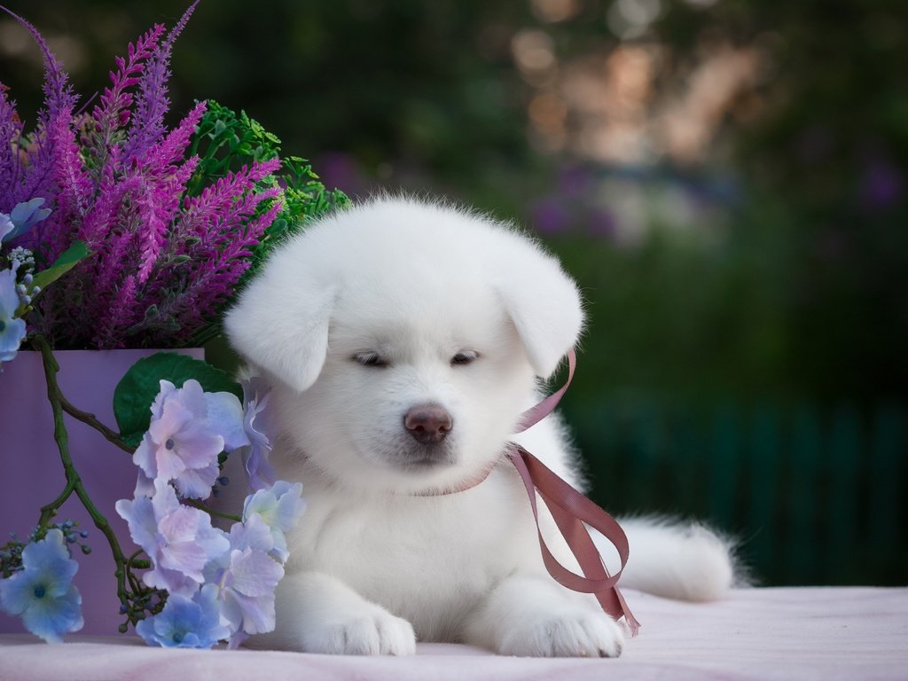 Обои цветы, мордочка, взгляд, собака, щенок, самоед, акита, flowers, muzzle, look, dog, puppy, samoyed, akita разрешение 2880x1800 Загрузить