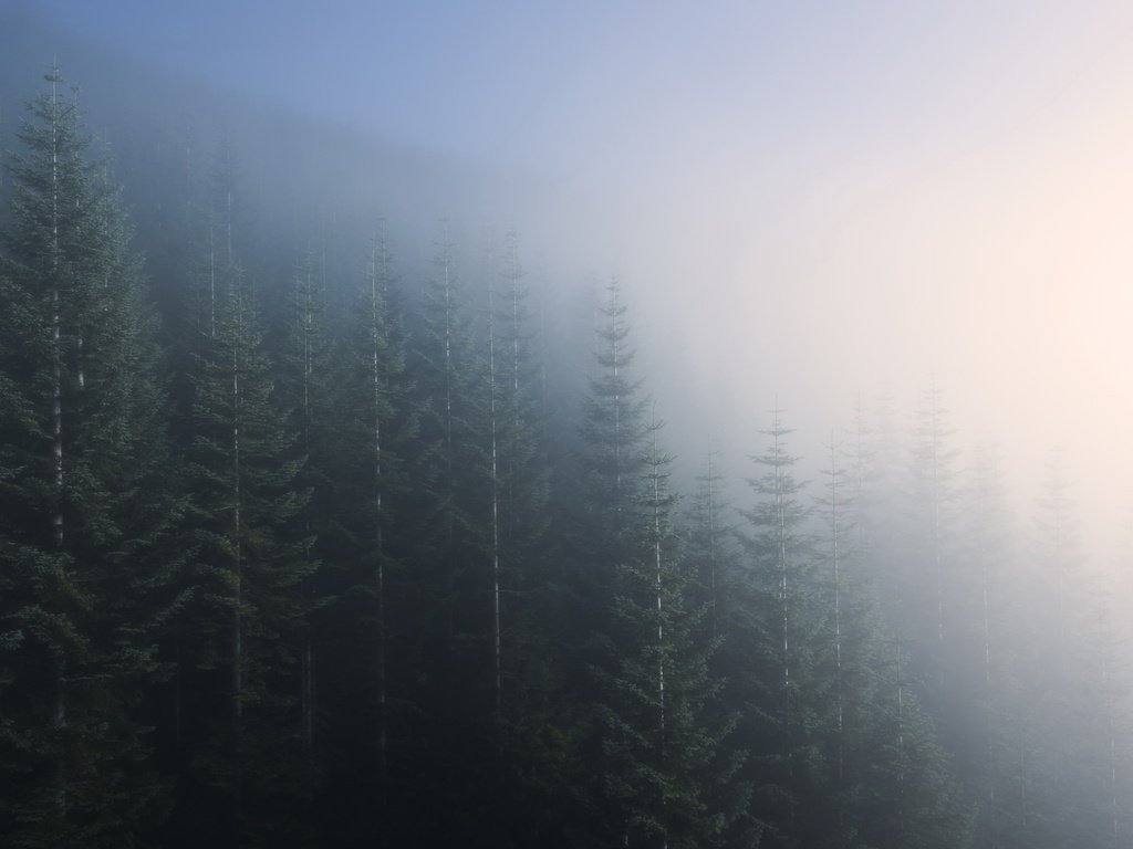 Обои деревья, природа, лес, пейзаж, утро, туман, trees, nature, forest, landscape, morning, fog разрешение 2048x1247 Загрузить