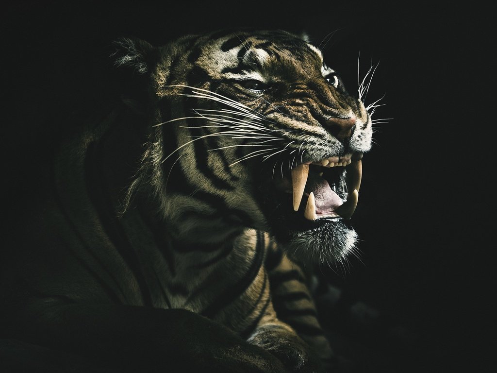 Обои оскал тигра, тигр, морда, взгляд, клыки, хищник, черный фон, зверь, дикая кошка, grin of a tiger, tiger, face, look, fangs, predator, black background, beast, wild cat разрешение 2048x1395 Загрузить