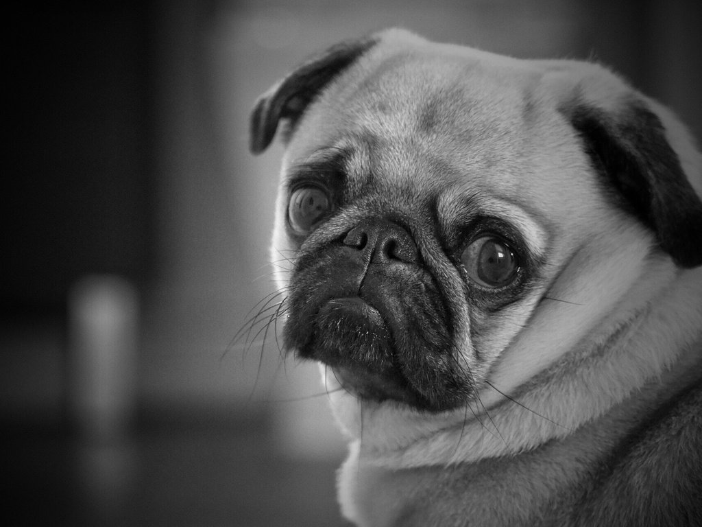 Обои глаза, мордочка, взгляд, чёрно-белое, собака, мопс, eyes, muzzle, look, black and white, dog, pug разрешение 1920x1280 Загрузить