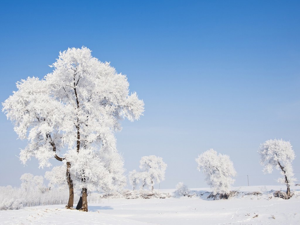 Обои деревья, природа, зима, пейзаж, иней, trees, nature, winter, landscape, frost разрешение 1920x1200 Загрузить