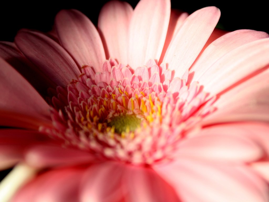 Обои макро, цветок, лепестки, гербера, macro, flower, petals, gerbera разрешение 3888x2592 Загрузить