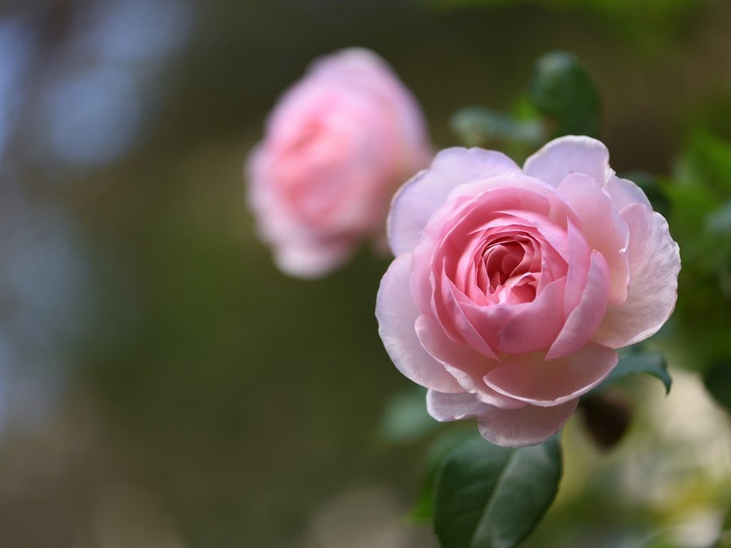 Обои макро, роза, бутон, боке, macro, rose, bud, bokeh разрешение 2048x1367 Загрузить