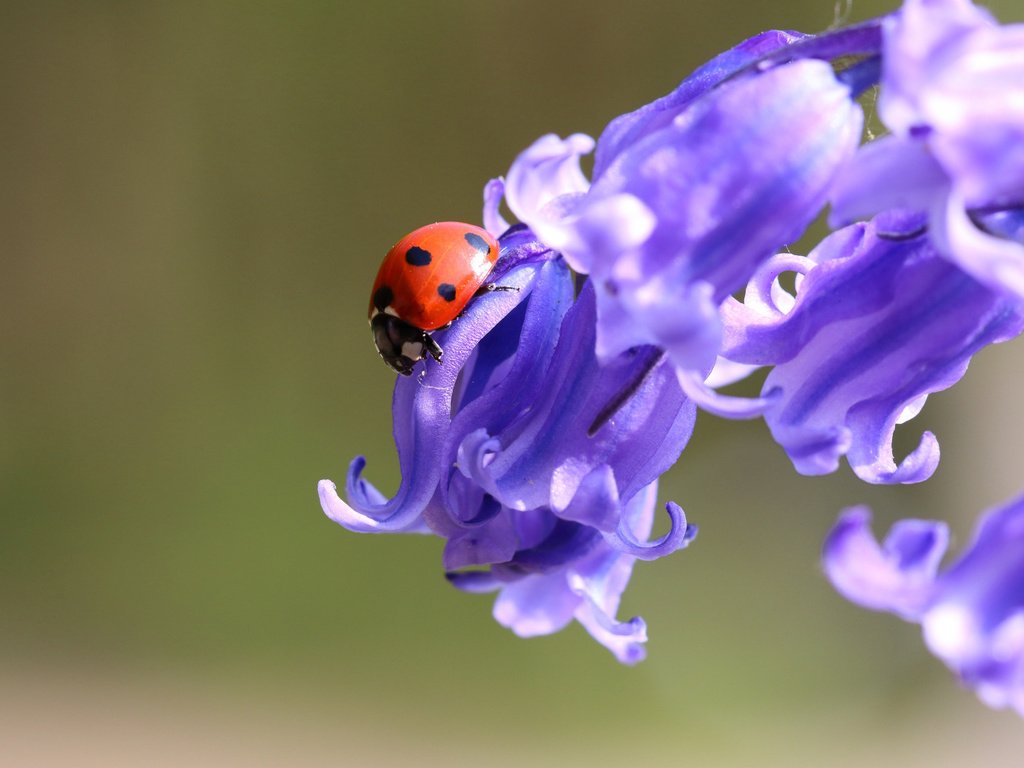 Обои цветы, жук, макро, фон, божья коровка, колокольчики, flowers, beetle, macro, background, ladybug, bells разрешение 1920x1080 Загрузить