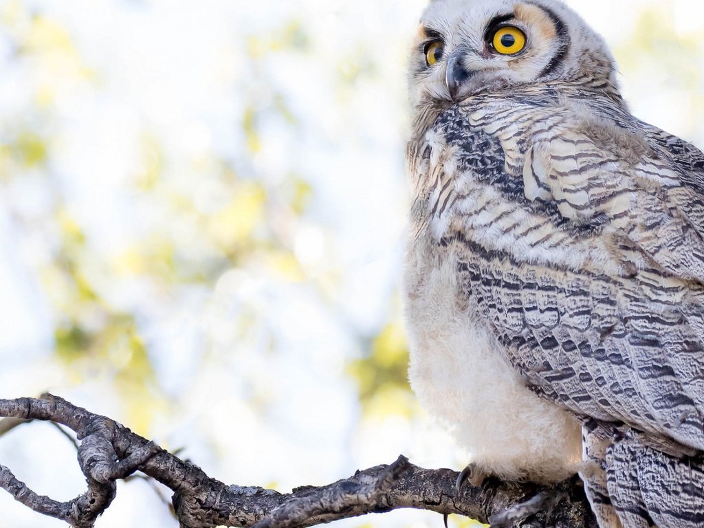 Обои сова, ветки, взгляд, красавица, птица, белая, боке, светлый фон, owl, branches, look, beauty, bird, white, bokeh, light background разрешение 1920x1080 Загрузить