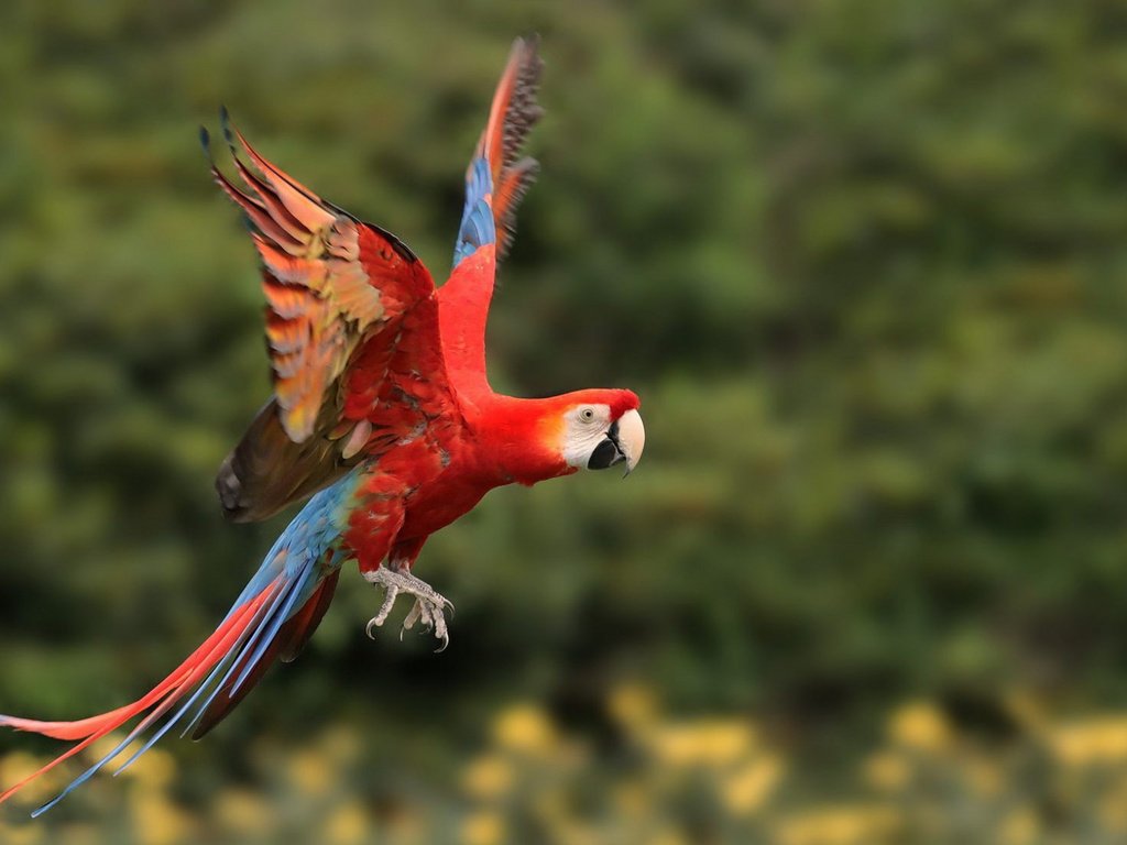 Обои полет, крылья, птица, попугай, ара, боке, flight, wings, bird, parrot, ara, bokeh разрешение 1920x1080 Загрузить