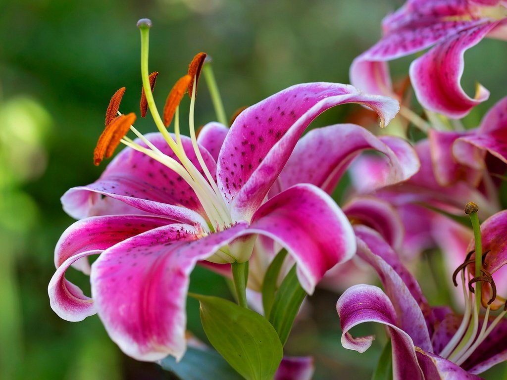 Обои макро, лепестки, тычинки, лилии, боке, macro, petals, stamens, lily, bokeh разрешение 1920x1279 Загрузить