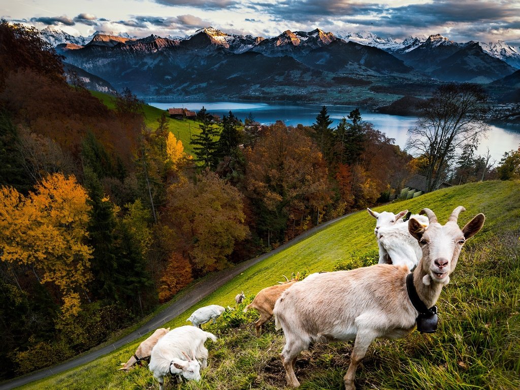 Обои горы, лес, осень, козы, mountains, forest, autumn, goats разрешение 2560x2500 Загрузить