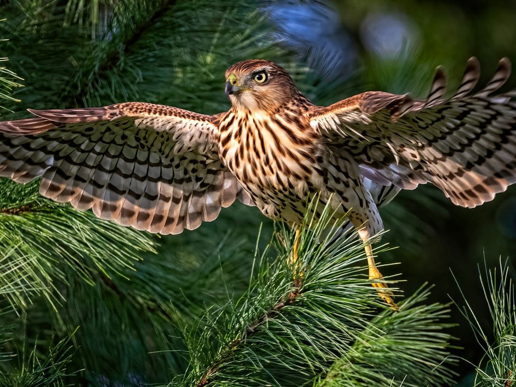 Обои хвоя, ветки, птица, сокол, боке, размах крыльев, needles, branches, bird, falcon, bokeh, wingspan разрешение 2000x1125 Загрузить