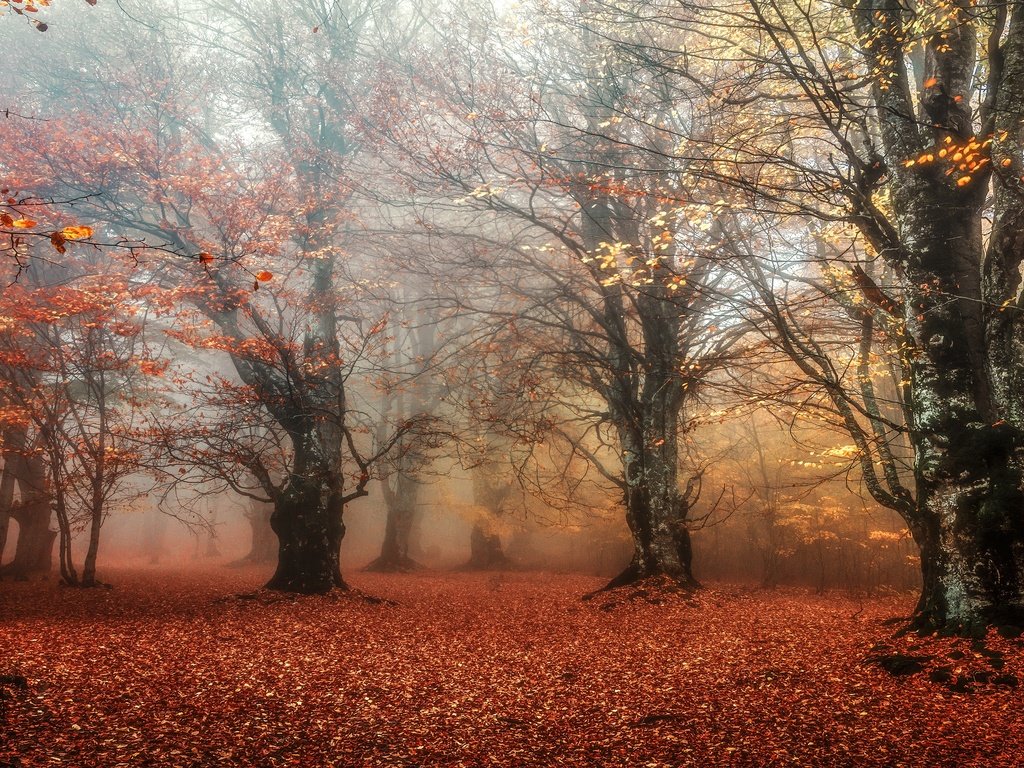 Обои лес, листья, парк, туман, ветки, листва, листопад, forest, leaves, park, fog, branches, foliage, falling leaves разрешение 3840x2160 Загрузить