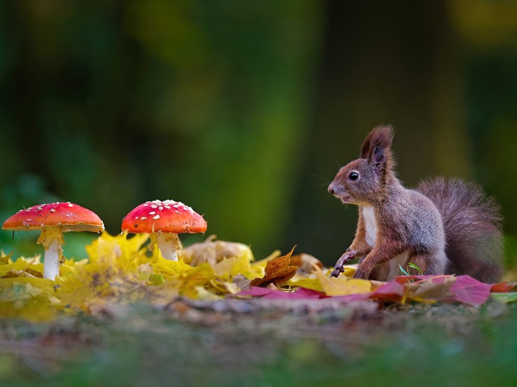 Обои листья, осень, грибы, поляна, белка, боке, мухоморы, leaves, autumn, mushrooms, glade, protein, bokeh, amanita разрешение 2000x1334 Загрузить