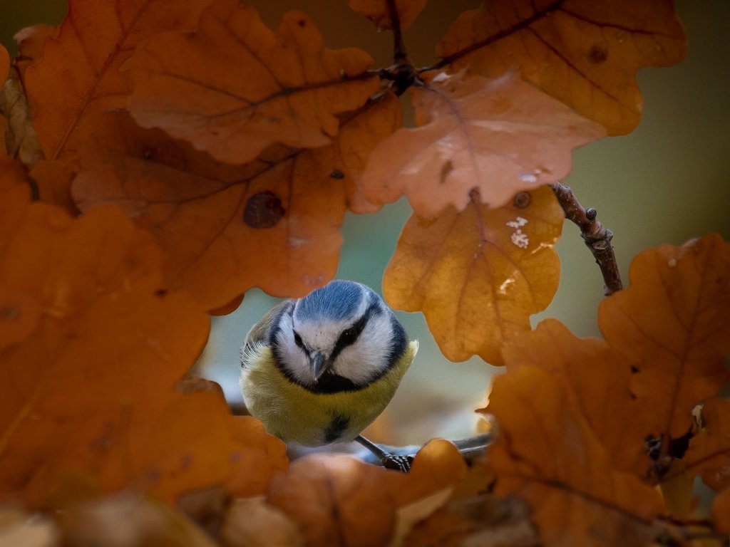 Обои природа, листья, осень, птица, синица, nature, leaves, autumn, bird, tit разрешение 2662x2080 Загрузить