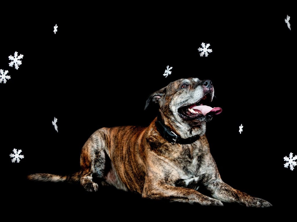 Обои снежинки, собака, лежит, черный фон, snowflakes, dog, lies, black background разрешение 3602x2398 Загрузить