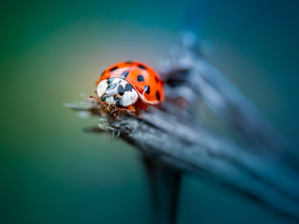 Обои жук, макро, насекомое, божья коровка, боке, beetle, macro, insect, ladybug, bokeh разрешение 2048x1365 Загрузить