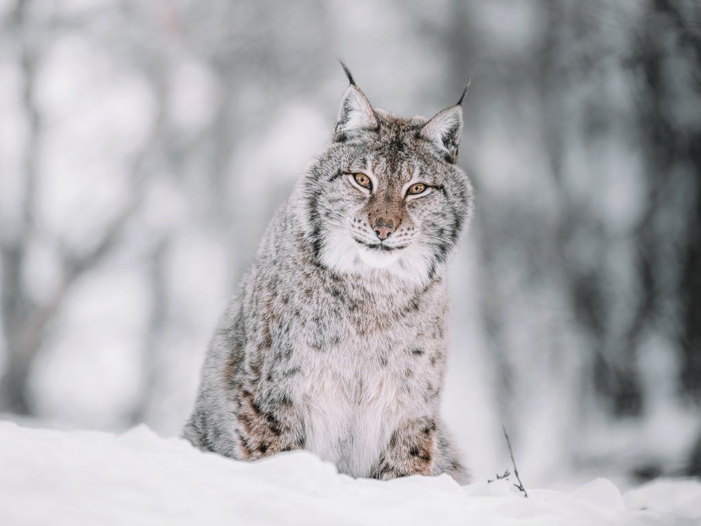 Обои морда, снег, лес, зима, рысь, взгляд, сидит, боке, face, snow, forest, winter, lynx, look, sitting, bokeh разрешение 7999x5820 Загрузить