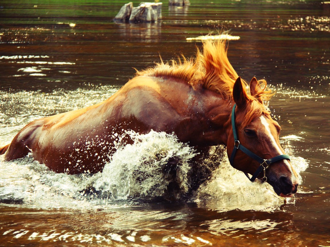 Обои лошадь, вода, озеро, брызги, всплеск, крокодил догоняет, horse, water, lake, squirt, splash, crocodile catches разрешение 4272x2848 Загрузить