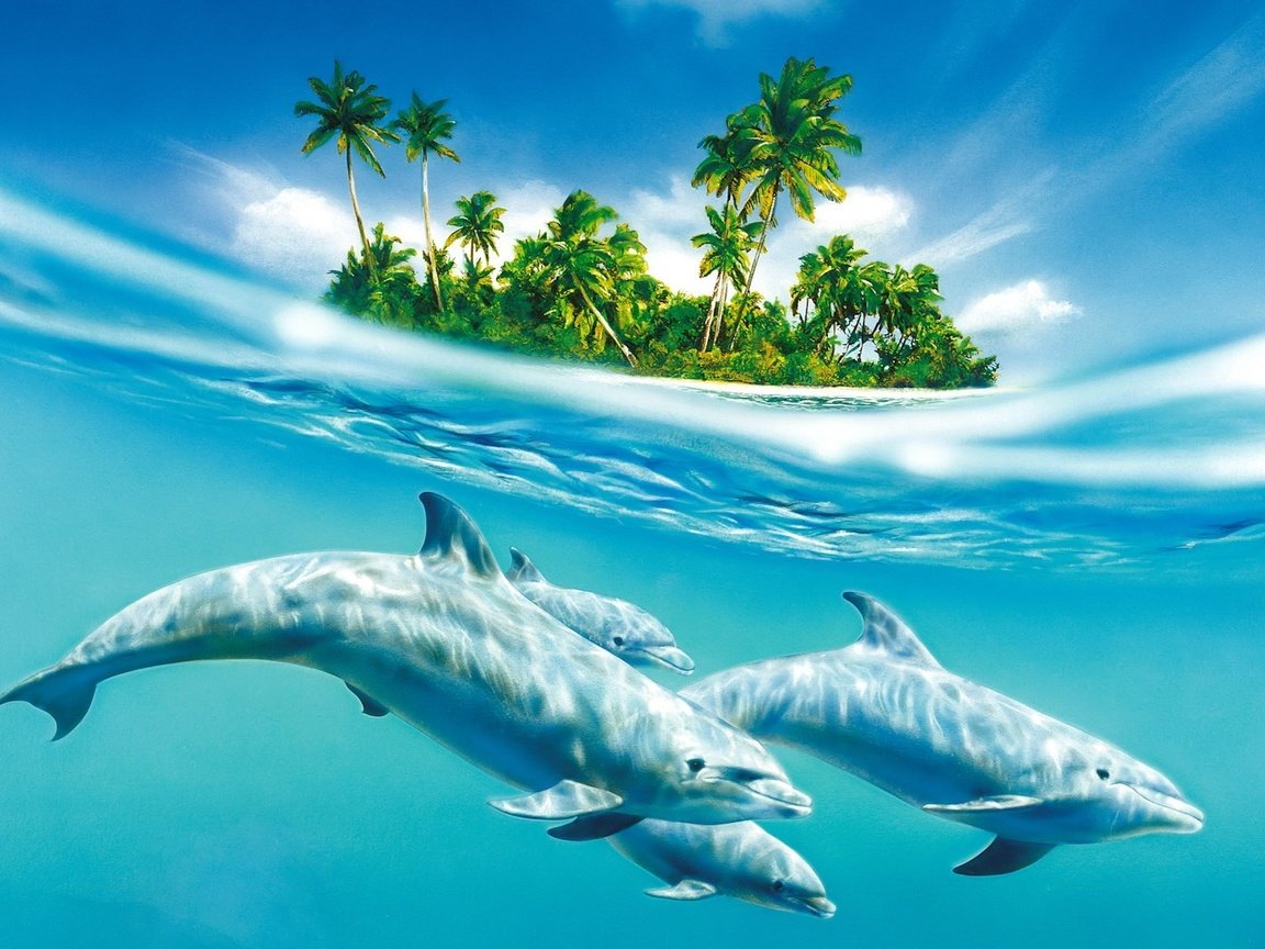 Обои вода, остров, дельфины, water, island, dolphins разрешение 1920x1200 Загрузить