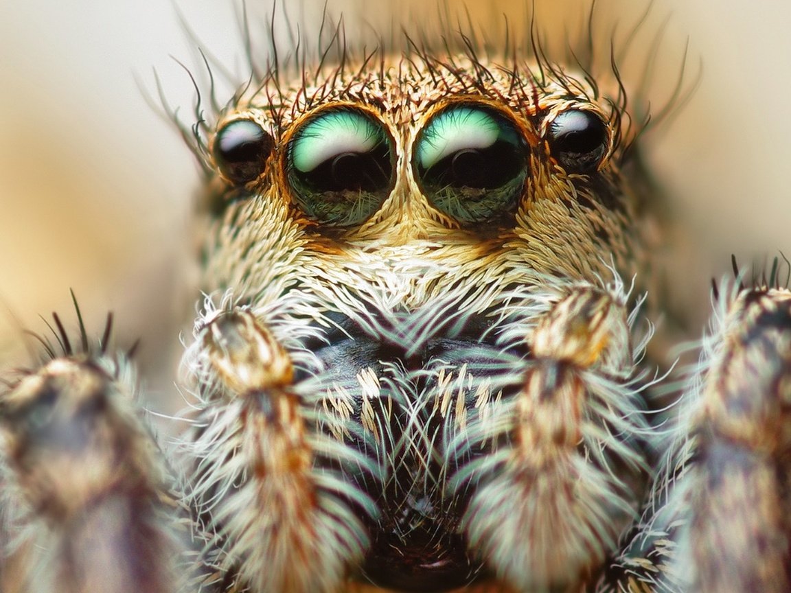 Обои глаза, макро, паук, волоски, паук-скакунчик, джампер, eyes, macro, spider, hairs, spider-skakuny, jumper разрешение 1920x1200 Загрузить