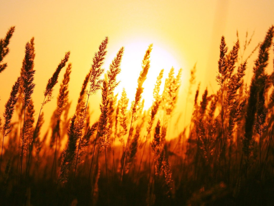 Обои трава, солнце, природа, поле, рассвет, колоски, grass, the sun, nature, field, dawn, spikelets разрешение 1920x1200 Загрузить