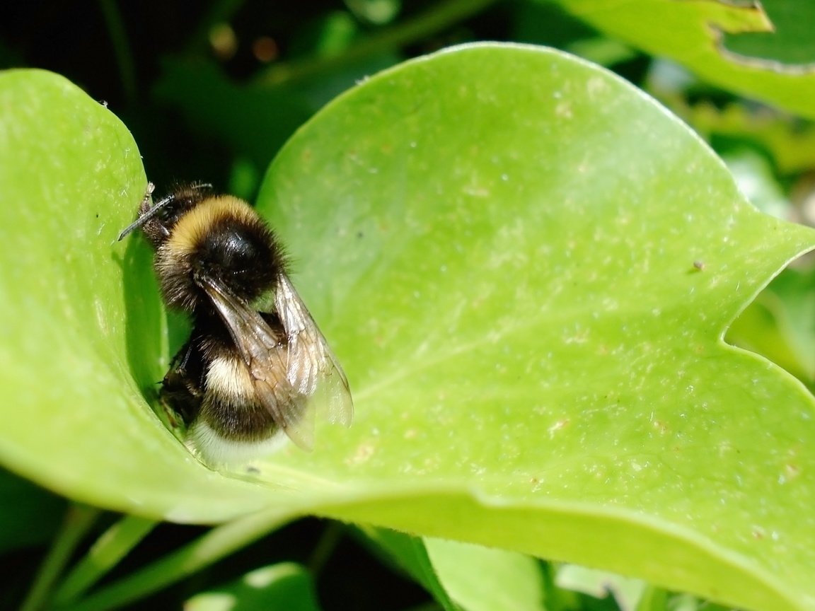 Обои трава, лист, насекомые, шмель, grass, sheet, insects, bumblebee разрешение 2560x1600 Загрузить