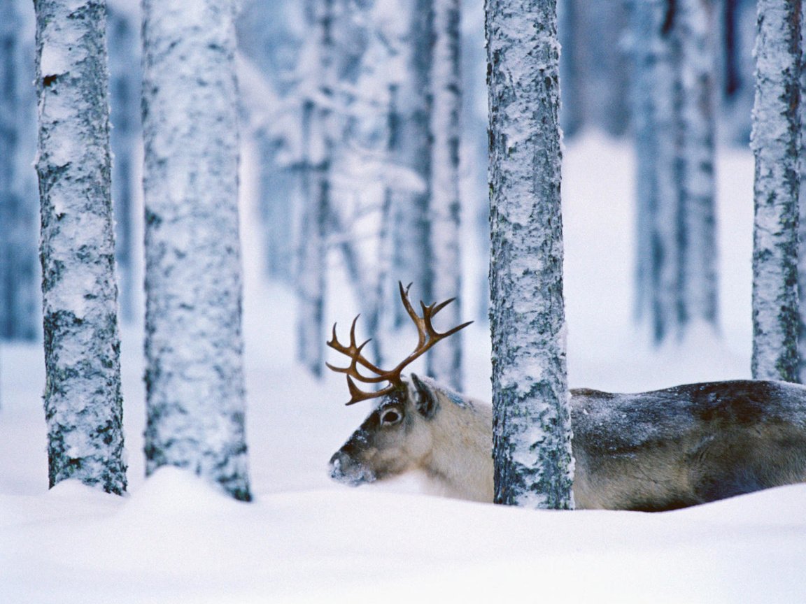 Обои деревья, снег, лес, олень, зима, стволы, рога, trees, snow, forest, deer, winter, trunks, horns разрешение 1920x1080 Загрузить