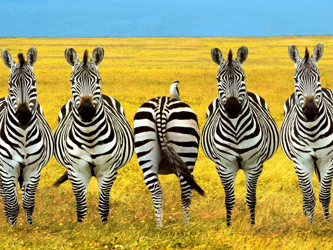 Обои зебры, zebra разрешение 1920x1200 Загрузить