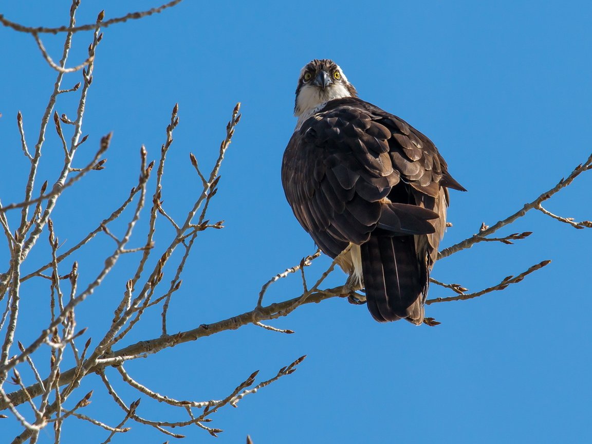 Обои небо, природа, ветки, птица, хищная, скопа, the sky, nature, branches, bird, predatory, osprey разрешение 2560x1600 Загрузить